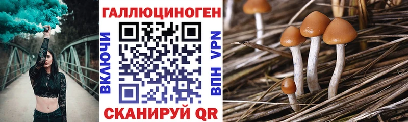 Галлюциногенные грибы Psilocybine cubensis  Карачаевск 